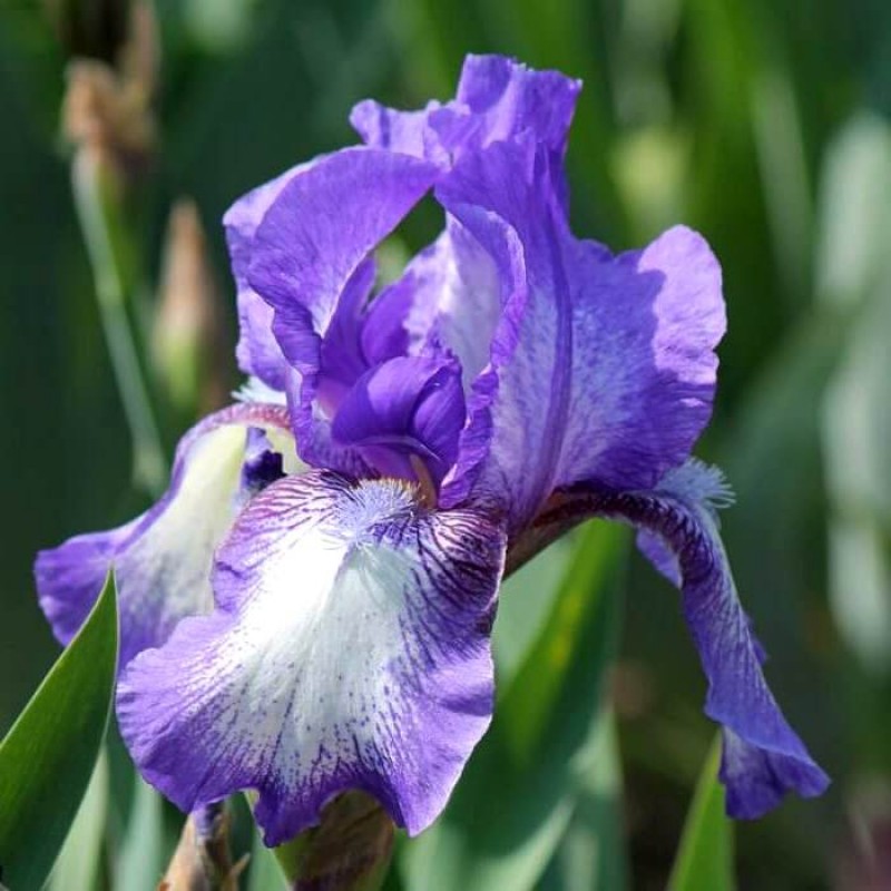 Iris Top - Fancy Folk main image 1